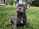 Blue French Bulldog Yavrulari İstanbul