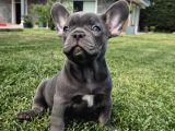 Blue French Bulldog Yavrulari İstanbul