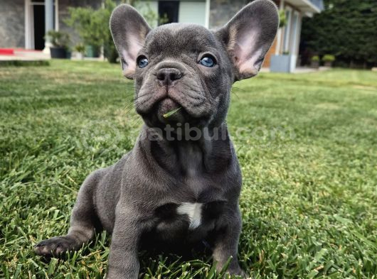 Blue French Bulldog Yavrulari İstanbul görsel