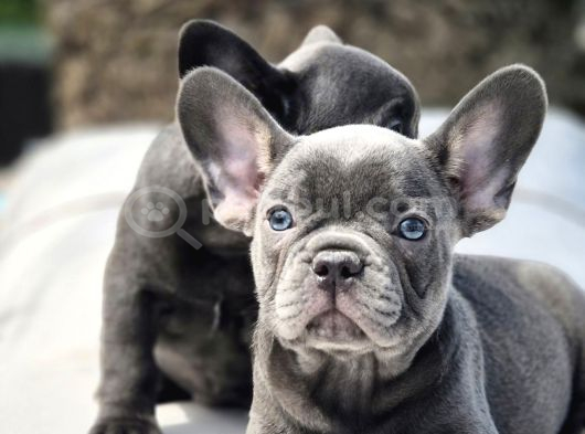 Blue French Bulldog Yavrulari İstanbul görsel