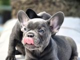 Blue French Bulldog Yavrulari İstanbul