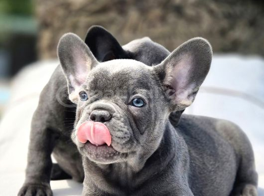 Blue French Bulldog Yavrulari İstanbul görsel