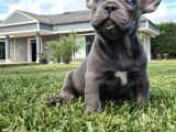 Blue French Bulldog Yavrulari İstanbul