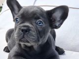 Blue French Bulldog Yavrulari İstanbul