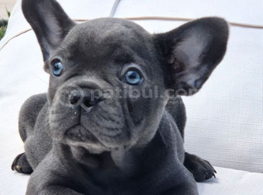 Blue French Bulldog Yavrulari İstanbul görsel