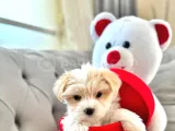 Maltipoo yavrularımız ev doğumu