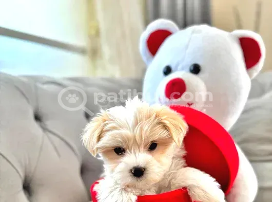 Maltipoo yavrularımız ev doğumu