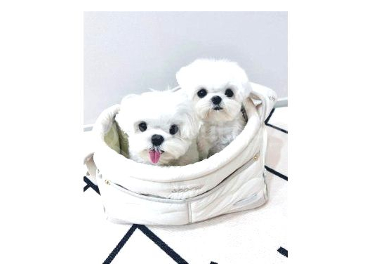 Minnak Maltese Bebeklerimiz görsel
