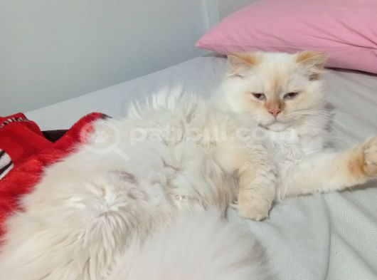 Zeus Yeni Yuvasını Arıyor görsel