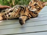 Erkek Bengal