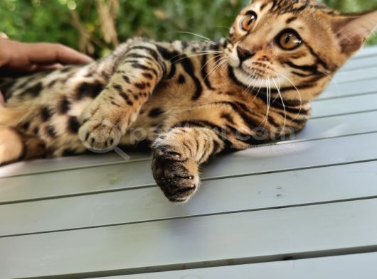 Erkek Bengal görsel