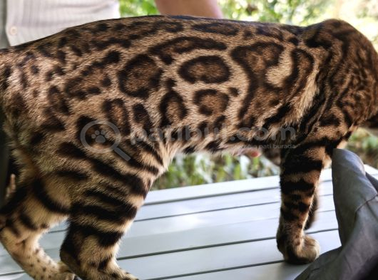 Erkek Bengal görsel