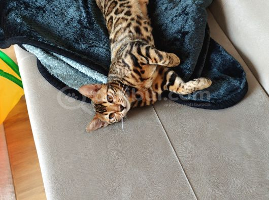 Erkek Bengal görsel