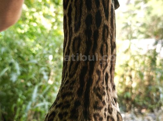 Erkek Bengal görsel