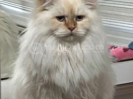 Zeus Yeni Yuvasını arıyor