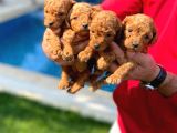 A Kali̇te Toy Poodle Yavrulari