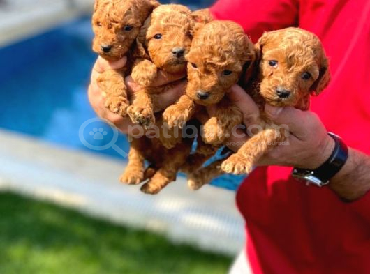 A Kali̇te Toy Poodle Yavrulari görsel