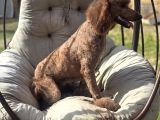 Safkan Standart Poodle Yavrular