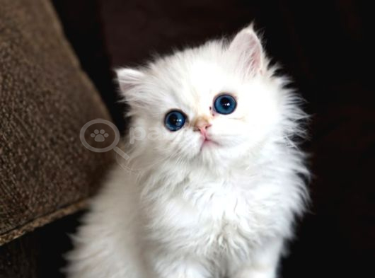 Show Kalite British Longhair Golden Point görsel