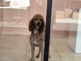 Safkan Standart Poodle Yavrular