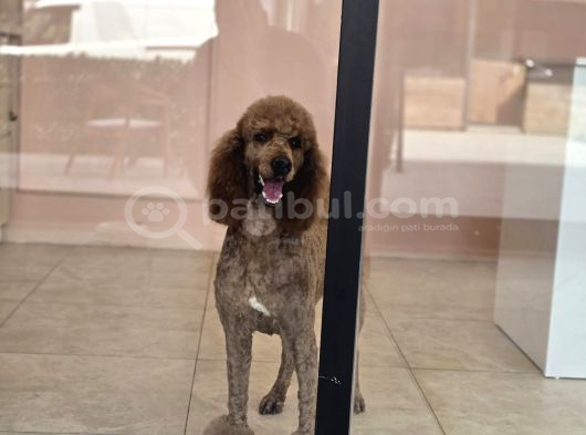 Safkan Standart Poodle Yavrular görsel