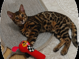 Erkek bengal