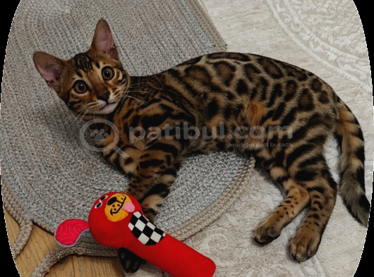 Erkek Bengal