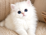 Show kalite British Longhair Golden Point