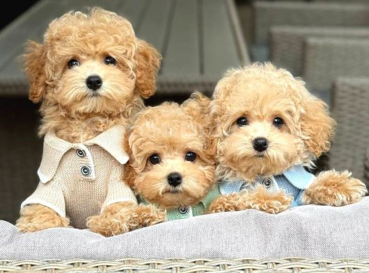 Kahve Tonlu Malti̇poo Ci̇nsi̇ Yavrular görsel
