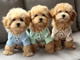 KAHVE TONLU MALTİPOO CİNSİ YAVRULAR