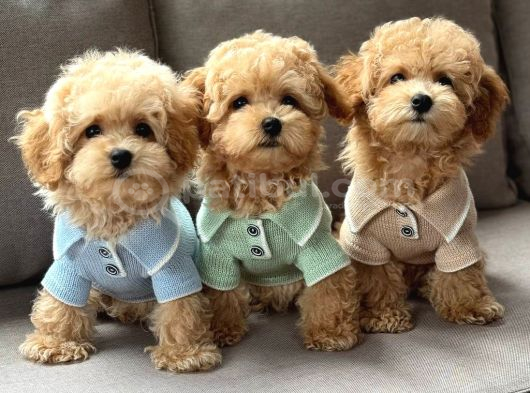 Kahve Tonlu Malti̇poo Ci̇nsi̇ Yavrular