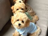 Kahve Tonlu Malti̇poo Ci̇nsi̇ Yavrular