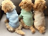 Kahve Tonlu Malti̇poo Ci̇nsi̇ Yavrular