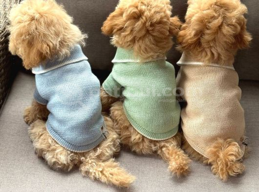 Kahve Tonlu Malti̇poo Ci̇nsi̇ Yavrular görsel