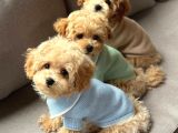 Kahve Tonlu Malti̇poo Ci̇nsi̇ Yavrular