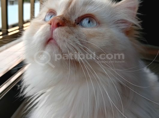 Zeus Yeni Yuvasını Arıyor görsel
