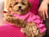 TOY POODLE SEVİMLİ YAVRULAR EV ÜRETİMİ