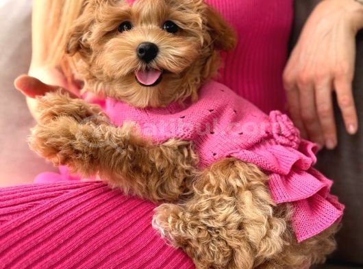 Toy Poodle Sevi̇mli̇ Yavrular Ev Üreti̇mi̇