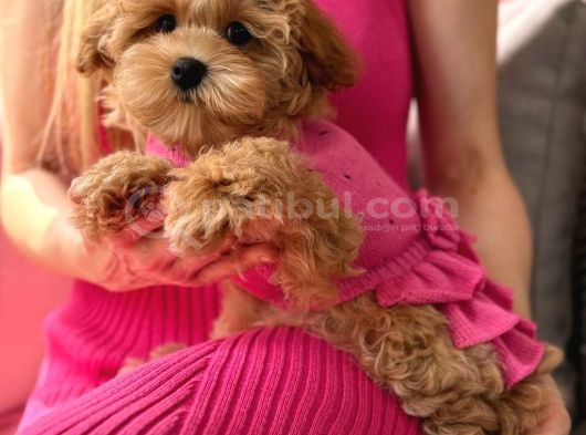 Toy Poodle Sevi̇mli̇ Yavrular Ev Üreti̇mi̇ görsel