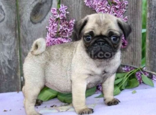 Mops Yavrular Ev Üreti̇mi̇ görsel