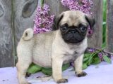 PUG MOPS YAVRULAR EV ÜRETİMİ