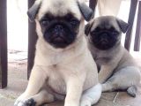 Mops Yavrular Ev Üreti̇mi̇