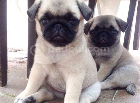 Mops Yavrular Ev Üreti̇mi̇ görsel