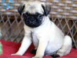 MOPS YAVRULAR EV ÜRETİMİ