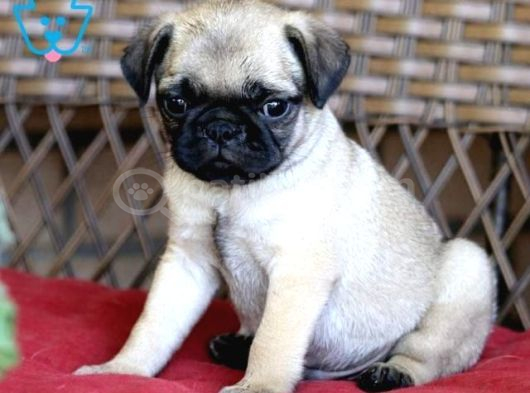 MOPS YAVRULAR EV ÜRETİMİ