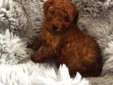 A KALİTE TOY POODLE YAVRULARI