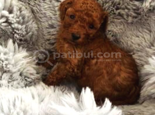 A Kali̇te Toy Poodle Yavrulari