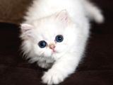Show Kalite British Longhair Golden Point
