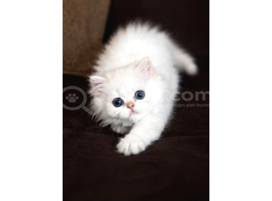 Show Kalite British Longhair Golden Point görsel
