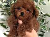 Toy poodle bebekler